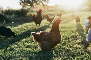 Agriturismo Vallerana