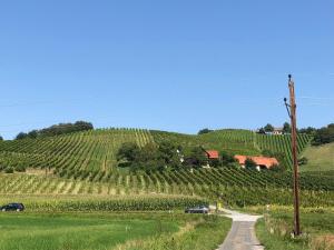 Weingut - Ferienhaus Sonja Rohrbacher