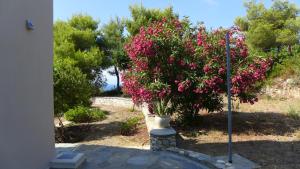 Villa Flora Views Exciting Imagination Apartment 2 Alonissos Greece