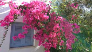 Yiannis Studios Paros Greece