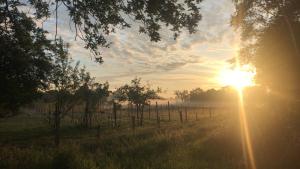 Wulft 47 Zonnig gezellig 6p chalet met zwembad in bosrijke omgeving op Familie Camping de Vossenburcht