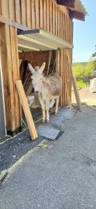 Hotels Les Chalets Du Goulet : photos des chambres