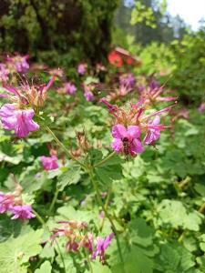 Семеен Хотел Хайдутите