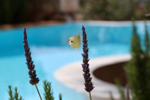 Grand Bleu Apartments & Villas Argolida Greece