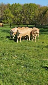 Domaine de Janville photo 12