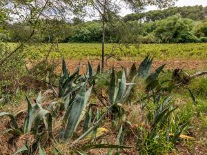 Appartements Apartment in Meze with Pool and Vineyards : photos des chambres