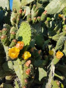 Isola Rossa Appartamenti Paduledda img60