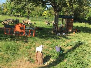 Maisons de vacances Gite de la Grenouille : photos des chambres