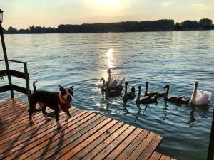 Sagando - Floating house on Sava river