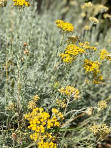 Chalets A Casetta : photos des chambres