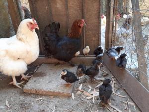 Appartements Gite de Leonie Moulin de Tartay en Avignon : photos des chambres