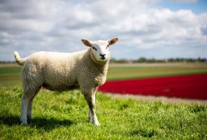 Friesland Villa & Blick auf den Horizont