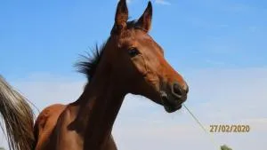 Landor Stud Farm Cottage - 马加利斯堡