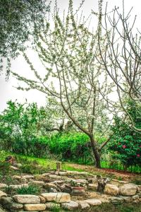 The Olive Garden Thassos Greece