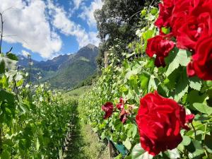 Agriturismo Sittnerhof