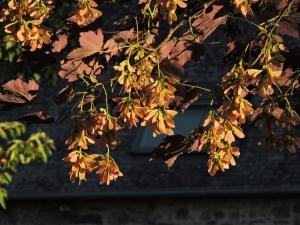 B&B / Chambres d'hotes L'Hotie de Broceliande : photos des chambres