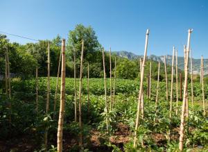 Plamenatz studio apartments