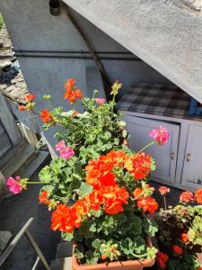 Coccinella House