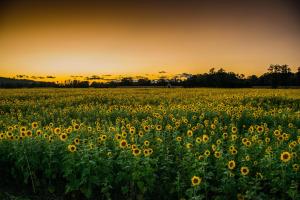 Genius Guest Unique Banovci Apartment 