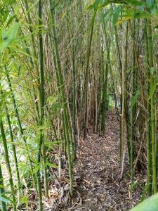 Le champ des étoiles