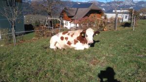 Hüttstädterhof Familie Pötsch