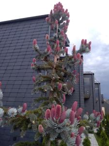 Nikolas Apartamentai - Birstono 7