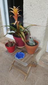 Nezignan paradisio photo 6