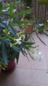 Nezignan paradisio photo 9