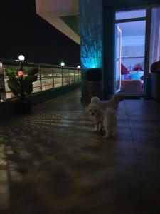 .apartament Sunshine Mamaia Summerland