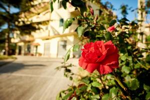 Bouganville House - casa vacanze