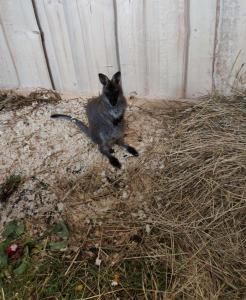 Apartmán na statku Červený Kostelec