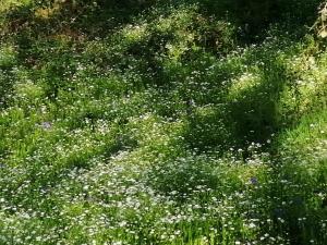 La Gaucherie aux Dames