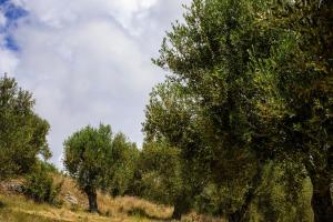 Petrus Cilento Rooms