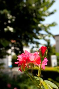 Hotels Hotel Edouard VII : photos des chambres