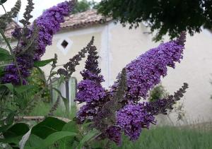 Maisons de vacances countryside lavender cottage : photos des chambres