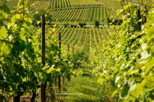 Les Appartements De Louise