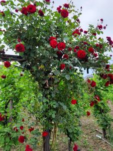 Ferienwohnungen Eckstein