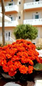 Alonia Hotel
