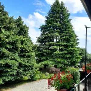 Tommy Vitello camere - سولْبياتي أولونا