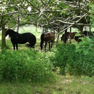 Domek Bobrowe Zacisze w Górach Sokolich