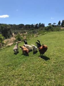 Agriturismo Is Conchisceddas img75