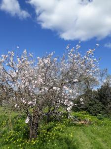 B&B S'ARROSA ANTIGA img5