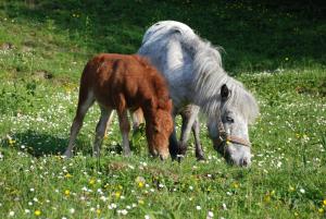 Ferienwohnung Hochsteinalm