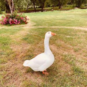 Hotels Domaine de Roullet : photos des chambres