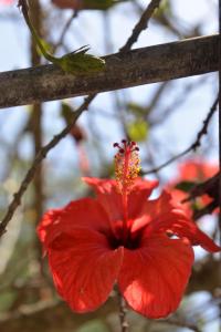 Flora maisonette 2 Paxoi Greece