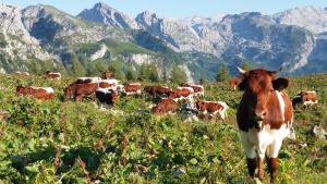 Malterlehen-Berchtesgaden