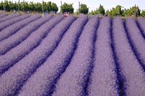 Apartmán Starovičky 406