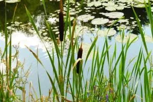 cicha przystan - Bronowko