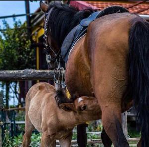 Toumba Eco Farm Guesthouses Lesvos Greece