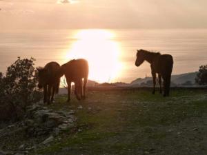 Toumba Eco Farm Guesthouses Lesvos Greece